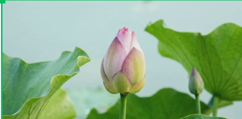 纯音乐
