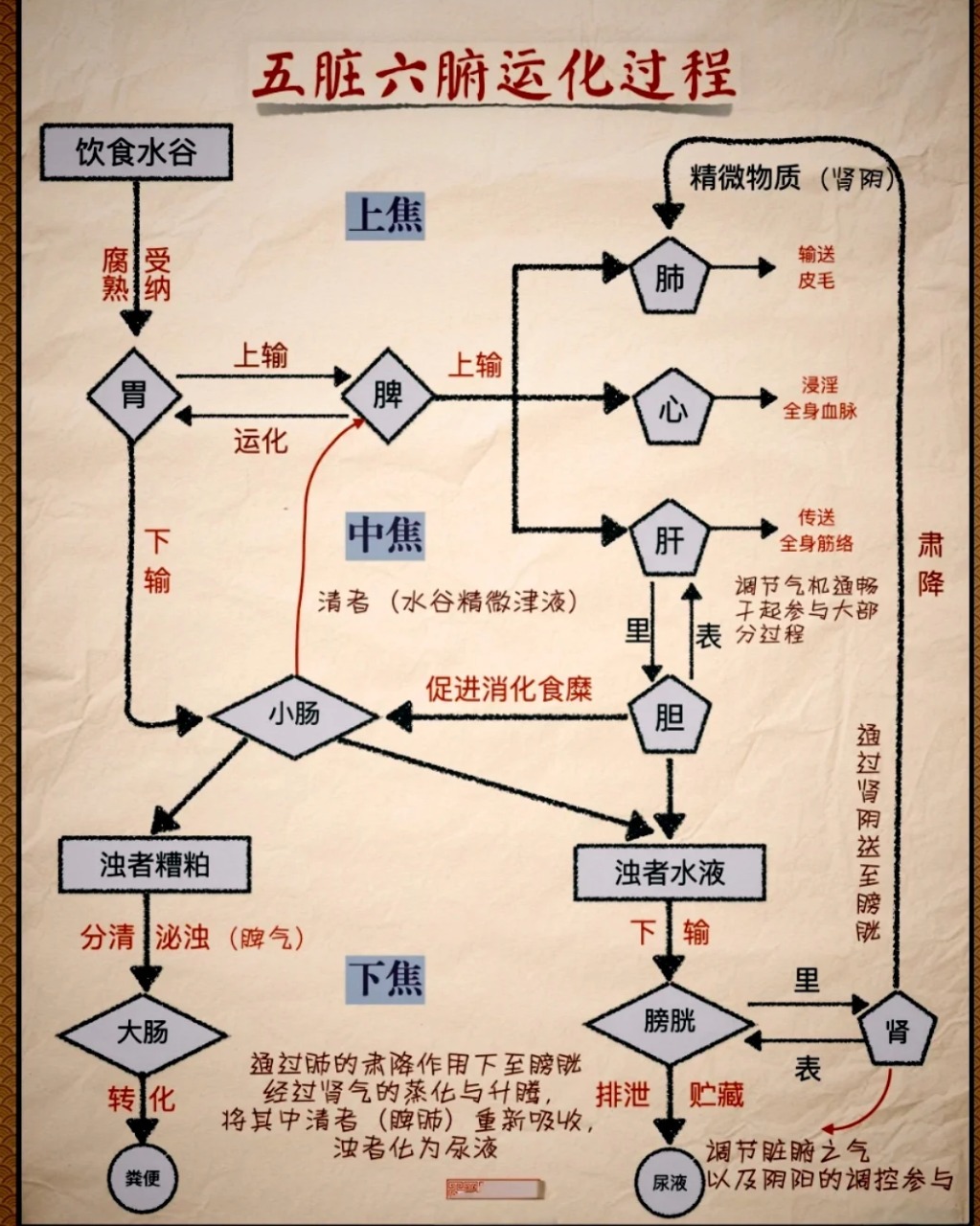 中医六腑通降运化流程示意图