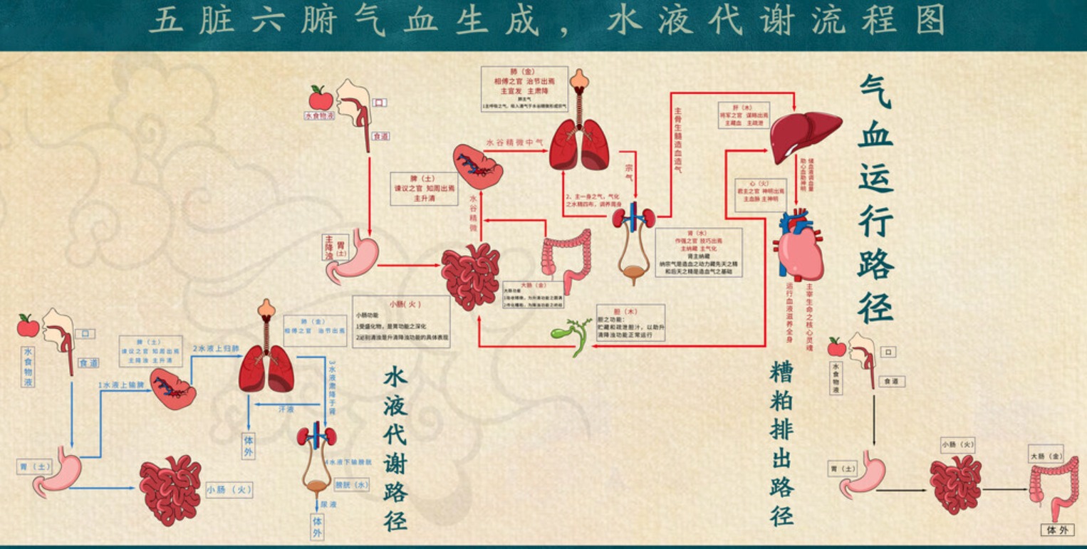 气血生成来源示意图
