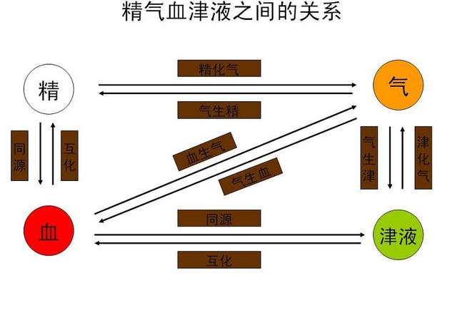 气血津液关系逻辑图