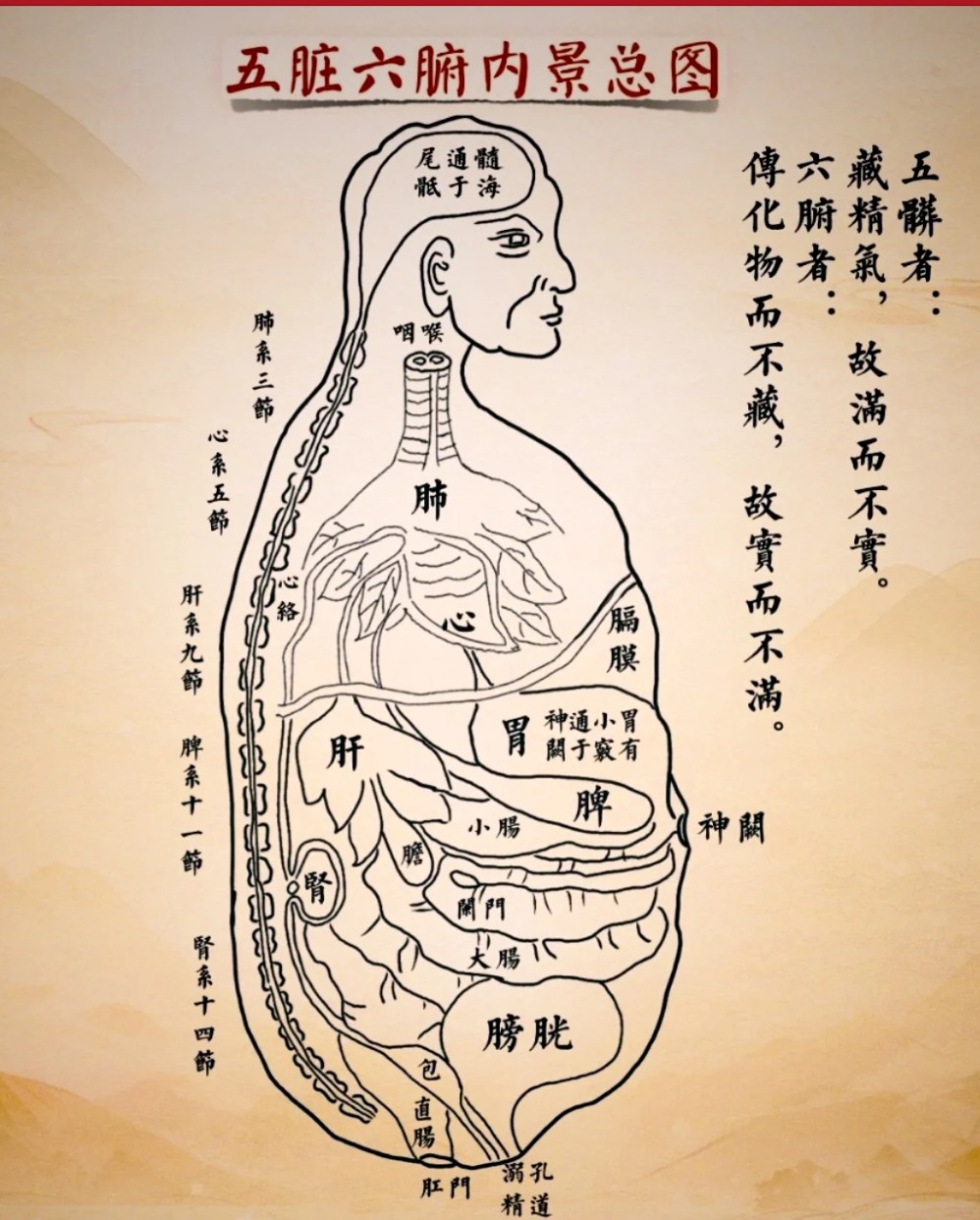 中医人体五脏六腑整体分布图