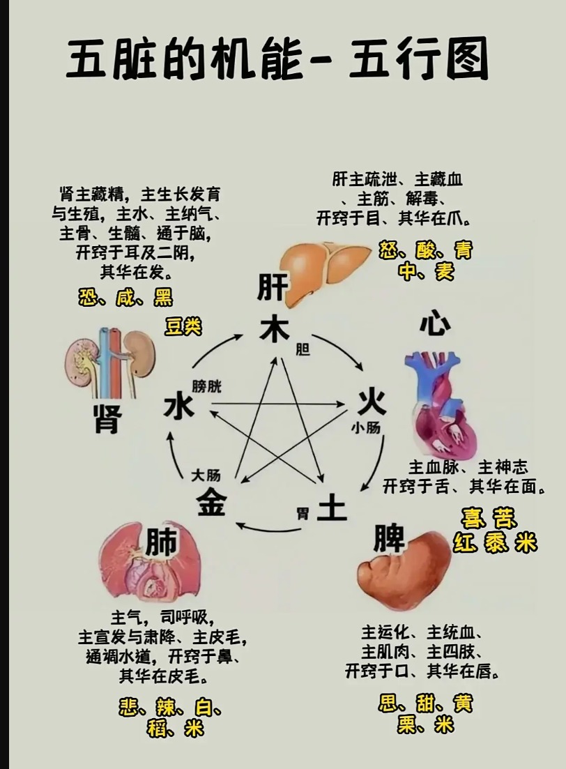 中医五脏功能特性对照示意图